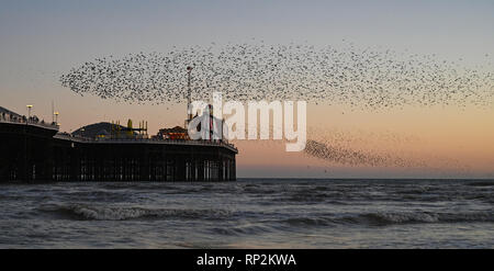 Brighton, UK. Feb 20, 2019. Les visiteurs et les observateurs d'admirer un magnifique starling murmuration sur Brighton Palace Pier ce soir au coucher du soleil comme beau temps devrait se poursuivre dans le sud au cours des prochains jours de crédit : Simon Dack/Alamy Live News Banque D'Images