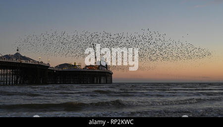 Brighton, UK. Feb 20, 2019. Les visiteurs et les observateurs d'admirer un magnifique starling murmuration sur Brighton Palace Pier ce soir au coucher du soleil comme beau temps devrait se poursuivre dans le sud au cours des prochains jours de crédit : Simon Dack/Alamy Live News Banque D'Images