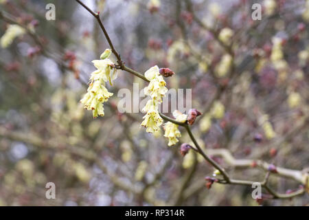 Corylopsis spicata fleurs. Banque D'Images