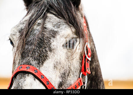 Beau cheval gris et faisceau rouge , des animaux Banque D'Images