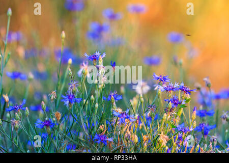 Fleurs printemps bleu au coucher du soleil , des animaux Banque D'Images