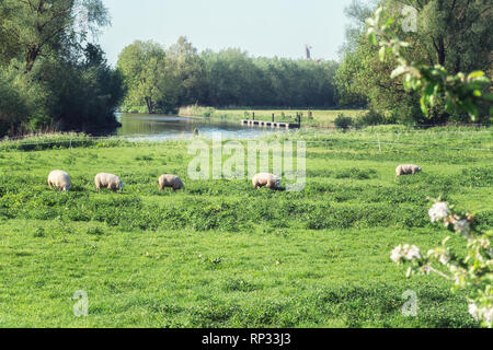 Moutons paissant dans les plaines inondables de la rivière linge dans la région de la Betuwe aux Pays-Bas Banque D'Images