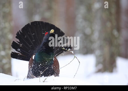 Homme grand tétras (Tetrao urogallus) affichage dans forêt de pins. Banque D'Images