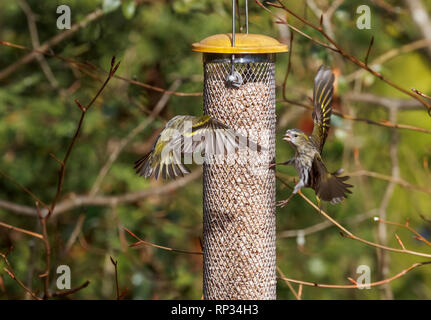 (Carduelis spinus Siskin tarin des communs, Tarin des pins eurasienne) en vol se disputant à une mangeoire dans un jardin à Surrey, au sud-est de l'Angleterre, Royaume-Uni en wint Banque D'Images