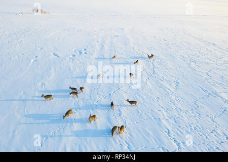 Troupeau de chevreuils (Capreolus capreolus) in winter landscape Banque D'Images