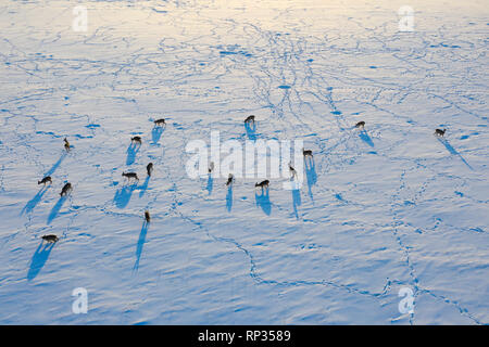 Troupeau de chevreuils (Capreolus capreolus) in winter landscape Banque D'Images