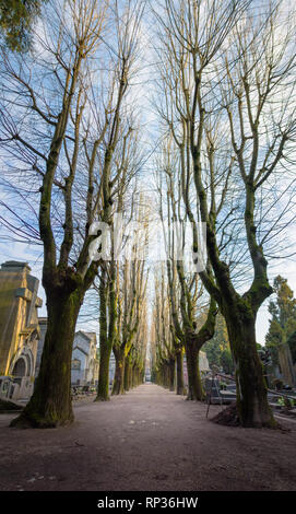 Allée d'arbres à Milan sur un cimetière Banque D'Images
