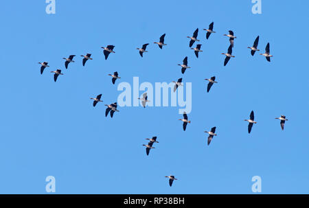 Troupeau de Bean vol d'oies dans le ciel bleu Banque D'Images