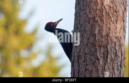 Pic noir assis sur un tronc d'arbre de pin Banque D'Images