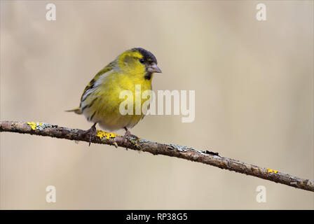 Eurasienne mâle tarin perché sur une branche mince Banque D'Images