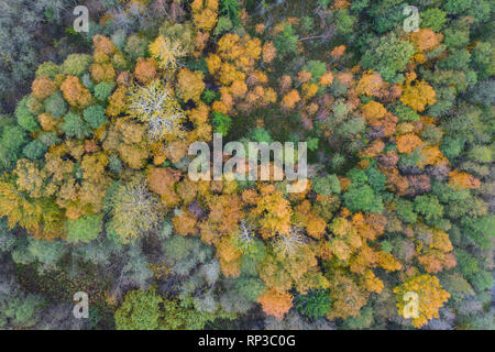 Vue aérienne de la forêt boréale, colorés de l'automne. Banque D'Images