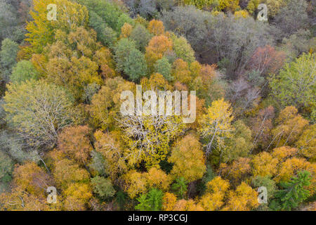 Vue aérienne de la forêt boréale, colorés de l'automne. Banque D'Images