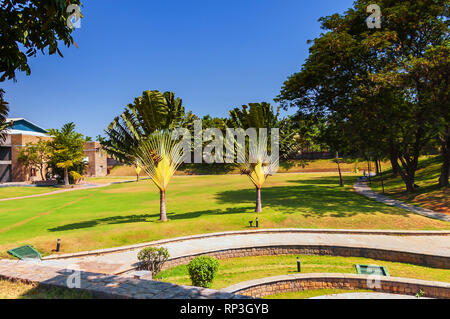 Une vue de la flore luxuriante à The Golkonda Resort, Hyderabad, Inde, Telangana. Deux arbre du voyageur et un arbre Lebbek sont visible sur la photo. Banque D'Images