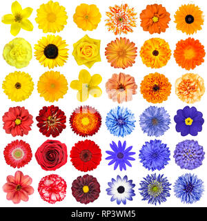Grande sélection de divers orange, violet, bleu et fleurs rouge isolé sur fond blanc. Type de fleurs sont rose, dahlia, tournesol, rose, souci, Banque D'Images