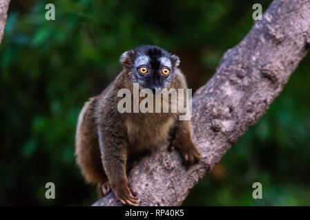 Mangouste lémurien Eulemur mongoz, Lemuridae, reposant sur une branche d'une jungle. Banque D'Images