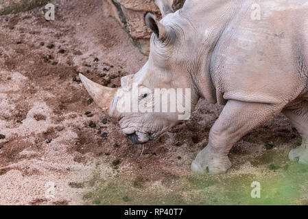 Les animaux de grande taille, rhinoceros reniflant le sol à la recherche de nourriture avec sa corne. Banque D'Images