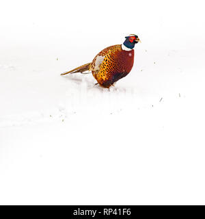 Le faisan sauvage marche autour du jardin secret dans la neige - Blenheim Palace à Woodstock, Oxfordshire, Angleterre. La chasse, le tir, gibier. Banque D'Images