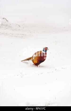 Le faisan sauvage marche autour du jardin secret dans la neige - Blenheim Palace à Woodstock, Oxfordshire, Angleterre. La chasse, le tir, gibier. Banque D'Images