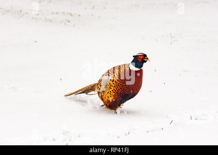 Le faisan sauvage marche autour du jardin secret dans la neige - Blenheim Palace à Woodstock, Oxfordshire, Angleterre. La chasse, le tir, gibier. Banque D'Images