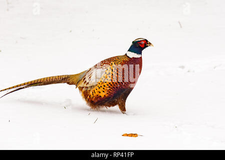 Le faisan sauvage marche autour du jardin secret dans la neige - Blenheim Palace à Woodstock, Oxfordshire, Angleterre. La chasse, le tir, gibier. Banque D'Images