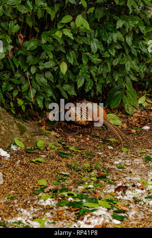 Le faisan sauvage marche autour du jardin secret dans la neige - Blenheim Palace à Woodstock, Oxfordshire, Angleterre. La chasse, le tir, gibier. Banque D'Images