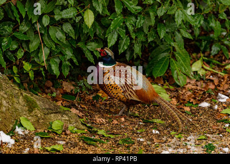 Le faisan sauvage marche autour du jardin secret dans la neige - Blenheim Palace à Woodstock, Oxfordshire, Angleterre. La chasse, le tir, gibier. Banque D'Images