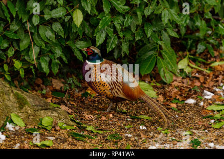 Le faisan sauvage marche autour du jardin secret dans la neige - Blenheim Palace à Woodstock, Oxfordshire, Angleterre. La chasse, le tir, gibier. Banque D'Images