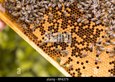 Image d'une ruche avec les cellules ouvertes et fermées d'un nid d'abeilles et de cellules royales. d'élevage de reine Banque D'Images