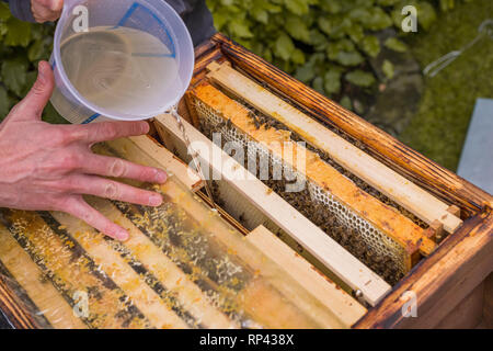 Close-up d'une ruche. Pour nourrir les abeilles, de l'eau sucrée est rempli dans la ruche Banque D'Images