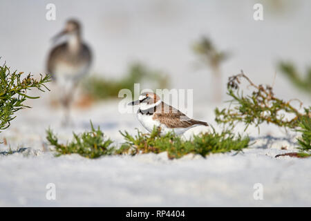 Wilson's Plover sur plage avec Willet floue Banque D'Images