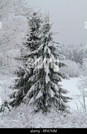 L'épinette blanche neige en hiver paysage avec ciel gris Banque D'Images