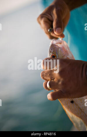 La main de l'homme tirant un hameçon de la bouche d'un poisson fraîchement pêché. Banque D'Images