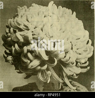 . La fleuriste américain : un journal hebdomadaire pour le commerce. La floriculture ; fleuristes. igio. 1 Il American Fleuriste. 627 Chrysanthème Unaka. Le long a début octobre chrysanthème rose. Le 1er août. sélectionné les bourgeons à fleurs entièrement développés donnent 15 Octobre 1 à 15 et sont supérieurs aux bourgeons plus tôt ou plus tard quand la couleur et la plénitude sont considérées. Un large pétales incurvés japonais de grande profondeur et de la taille de si tôt une variété. En couleur est intermédiaire entre Ro- slere et Wm. Duckham. Exception tige forte- et vert foncé foli- Âge. Quatre pieds de hauteur du début mai la plantation. Être un Bof Octobre Banque D'Images
