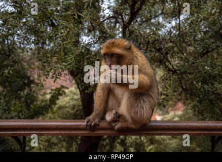 Singe Macaque de barbarie assis sur la masse dans le grand atlas les forêts de montagne avec des feuilles vertes sur le fond de d'Ouzoud, Maroc, Afrique Banque D'Images