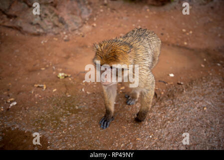 Singe Macaque de barbarie assis sur la masse dans le grand atlas les forêts de montagne avec des feuilles vertes sur le fond de d'Ouzoud, Maroc, Afrique Banque D'Images