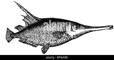 Couper du bois gravé, illustration tirée de "Le Trésor de l'Histoire Naturelle" par Samuel Maunder, publié 1848 Banque D'Images