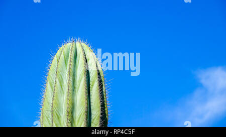 Cactus avec ciel bleu en arrière-plan. Copy space Banque D'Images