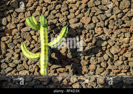 Cactus avec mur de pierre à l'arrière-plan. Banque D'Images