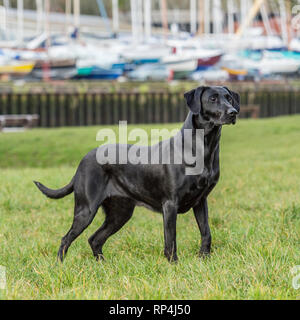 Labrador Retriever Banque D'Images