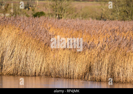 Roseaux à la réserve RSPB Mersehead, Dumfries et Galloway, Écosse Banque D'Images