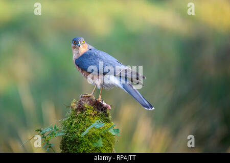 Fauve, Accipiter nisus, Dumfries et Galloway, Écosse Banque D'Images