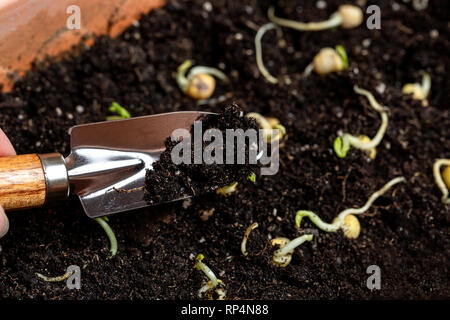 Pois germés de plantation dans le sol. Young sprout Banque D'Images