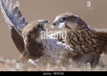 Homme Saker Falcon (Falco cherrug) lutte contre Banque D'Images