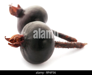 Rosa rugosa ou beach rose fruit noir sur fond blanc Banque D'Images