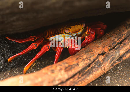 Sally Lightfood Crabe (Grapsus grapsus) s'abritant sous un rocher Banque D'Images