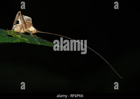 Leaf-imiter Katydid (Typophyllum morrisi) avec de longues antennes Banque D'Images