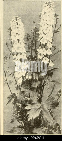 . La fleuriste américain : un journal hebdomadaire pour le commerce. La floriculture ; fleuristes. 348 l'American Fleuriste. 9 septembre, les fleurs sont transportées sur un immense pan- icles et ont été fort admiré par les mauvais qui ont vu. Panthéon est un beau grand variété croissante. Les fleurs sont très grandes et lumineuses .une tête rose, et est très efficace lorsqu'on la voit dans une masse. Selma-Cette variété est aussi connu sous le nom de "La Tour Eiffel, bien qu'il n'est pas le même que celui qui s'appel les producteurs Anglais Tour Eiffel. C'est un grand producteur avec de grandes fermes. Les fleurs sont grandes, d'un aussi joli:3elicate rose pâle wi Banque D'Images