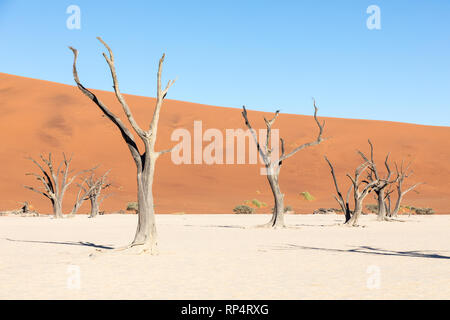 Le Sossusvlei panoramique dans le Parc National Namib Naukluft, Namibie et d'un acacia dans l'avant de la dune calles Big Daddy Banque D'Images