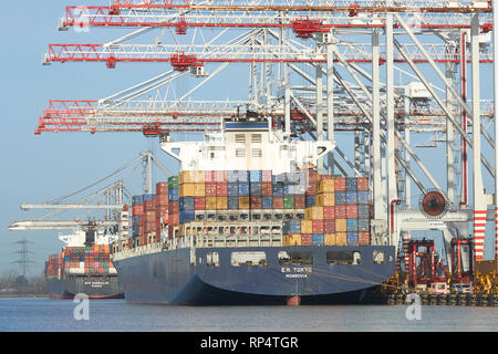 Conteneurs, E. R. TOKYO et NRK DAEDALUS, chargement et déchargement au terminal à conteneurs de Southampton, Hampshire, Royaume-Uni. 19 février 2019 Banque D'Images