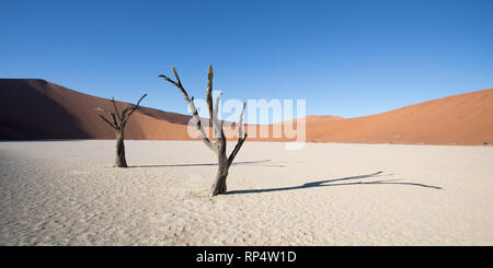 Le Sossusvlei panoramique dans le Parc National Namib Naukluft, Namibie et d'un acacia dans l'avant de la dune calles Big Daddy Banque D'Images